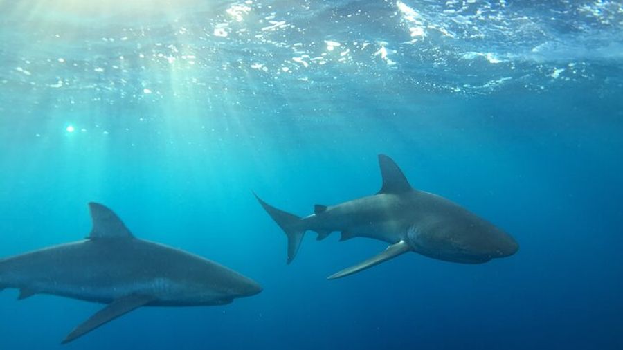 Haleiwa Small-Group Shark Dive Tour