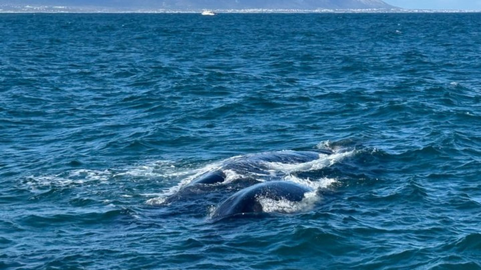 Tour privado de observación de ballenas Hermanus con recogida en el hotel