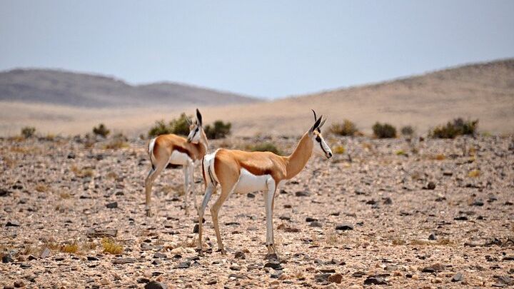 Namib Desert Full-Day Photography Tour with Lunch