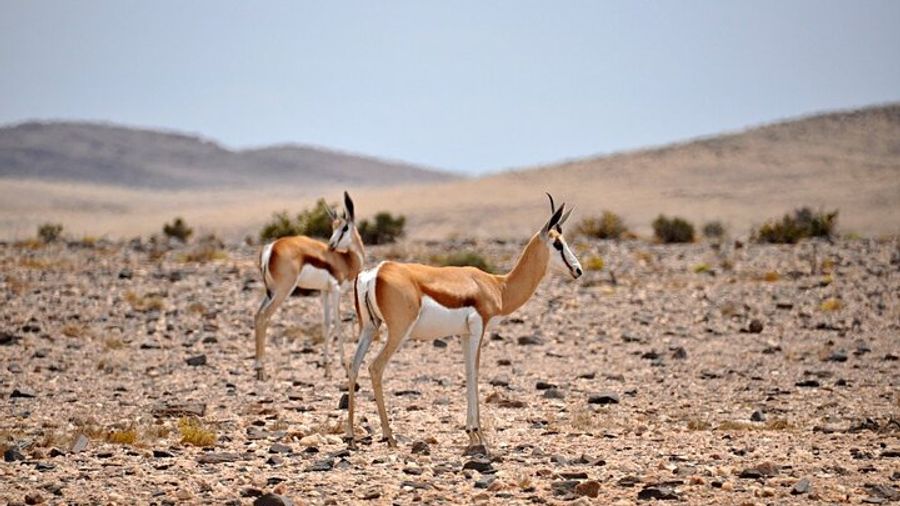 Namib Desert Full-Day Photography Tour with Lunch