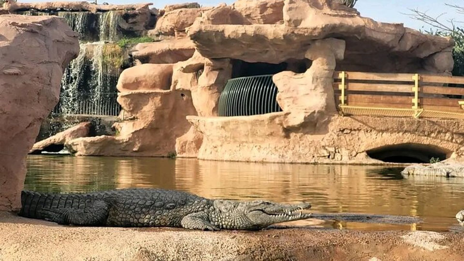 Crocoparc et chèvre grimpant dans l'arbre Agadir