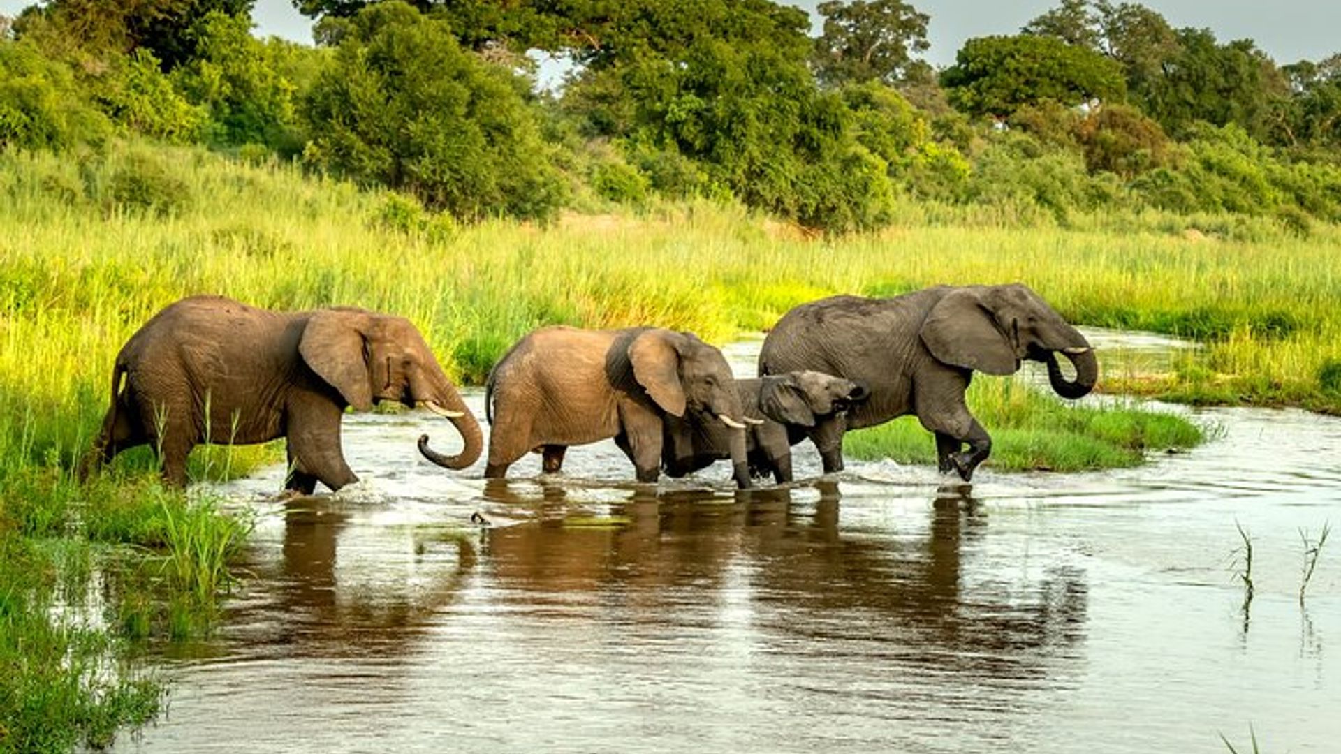 3 Night 4 Days Kruger park Safari Package