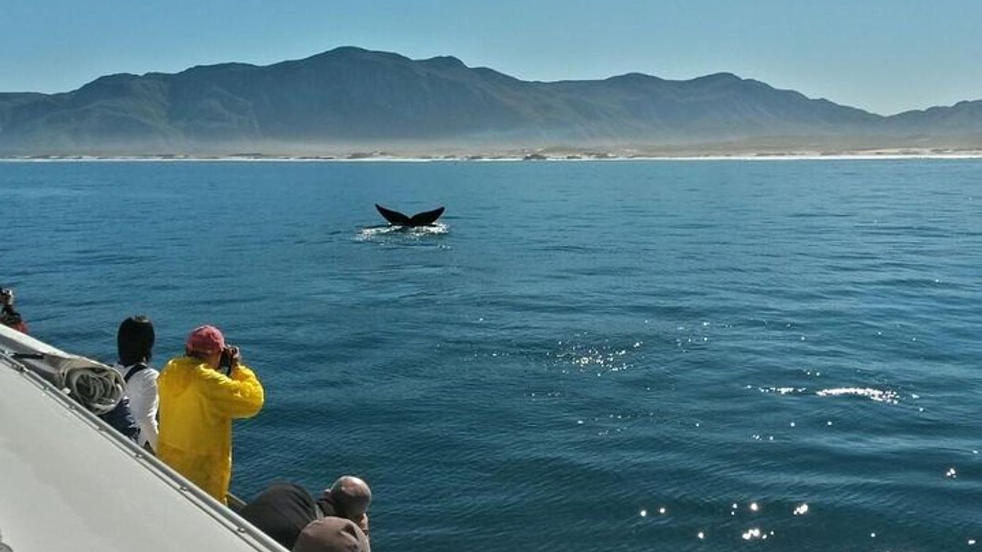Le Cap : observation privée des baleines et visite des vignobles