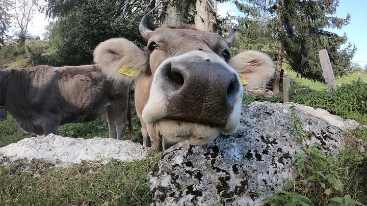 Private Farm, Cheese, and Countryside Tour from Lucerne