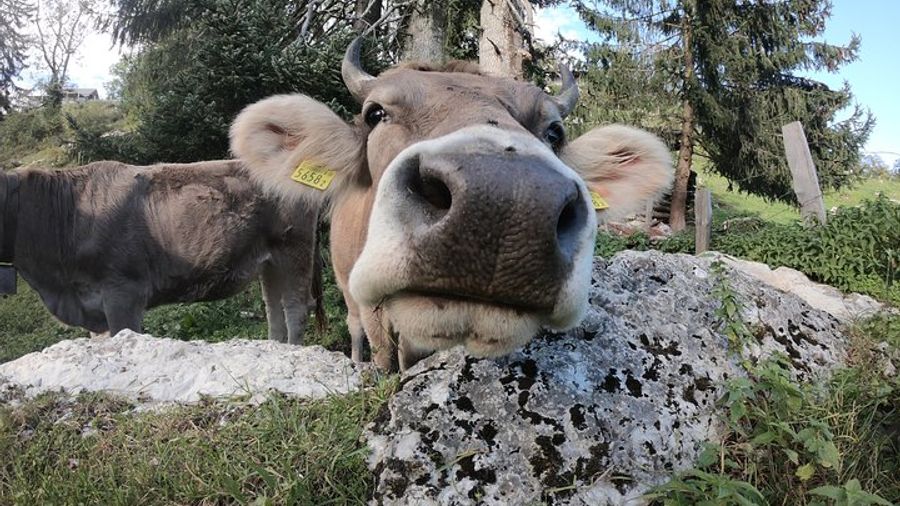 Private Farm, Cheese, and Countryside Tour from Lucerne