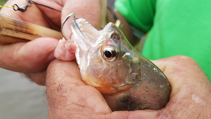 Solimoes River Piranha Fishing and Alligator Watching Tour