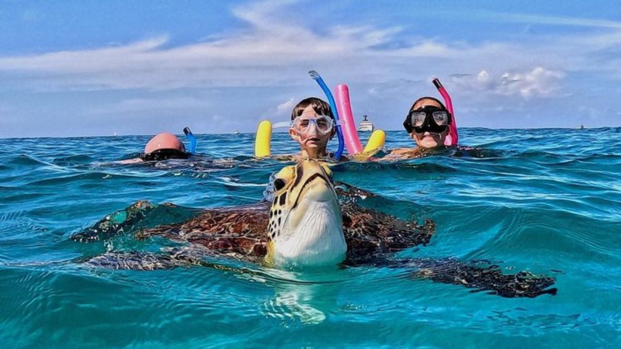Turtle Snorkeling Tour in Tres Trapi Aruba