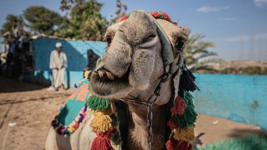 Nubian Village by Motorboat In Aswan