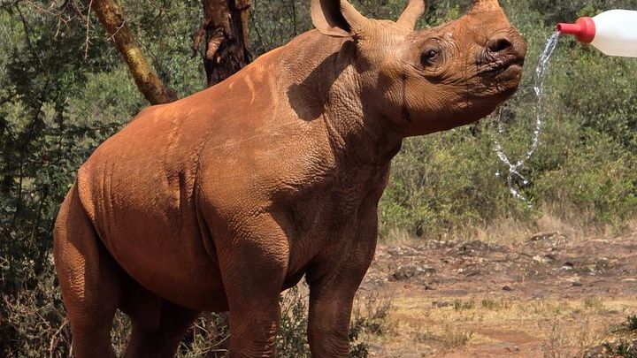 Elephant Orphanage, Giraffe Centre& optional Nairobi NationalPark
