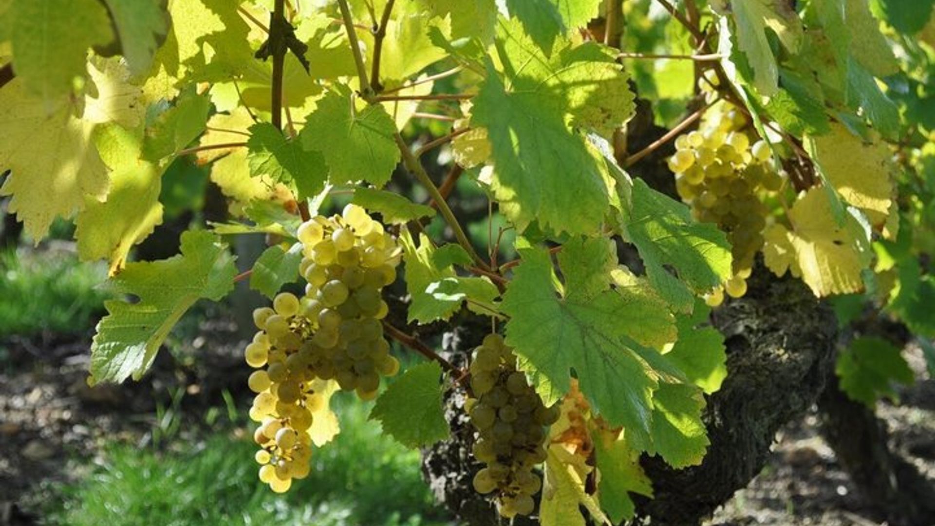 Vallée de la Loire, excursion dans le vignoble de Vouvray et les domaines viticoles avec dégustation
