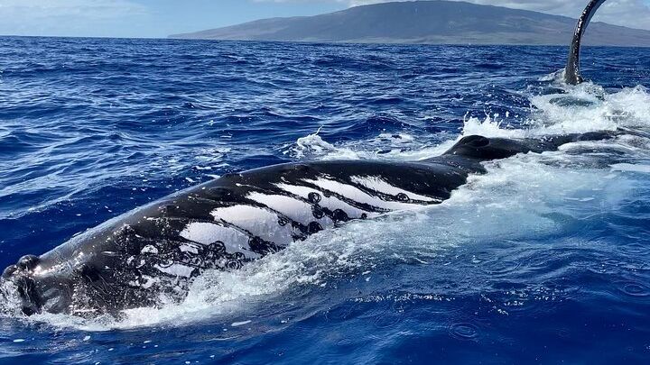 Lahaina, Maui: Small-Group Whale-Watching Boat Tour