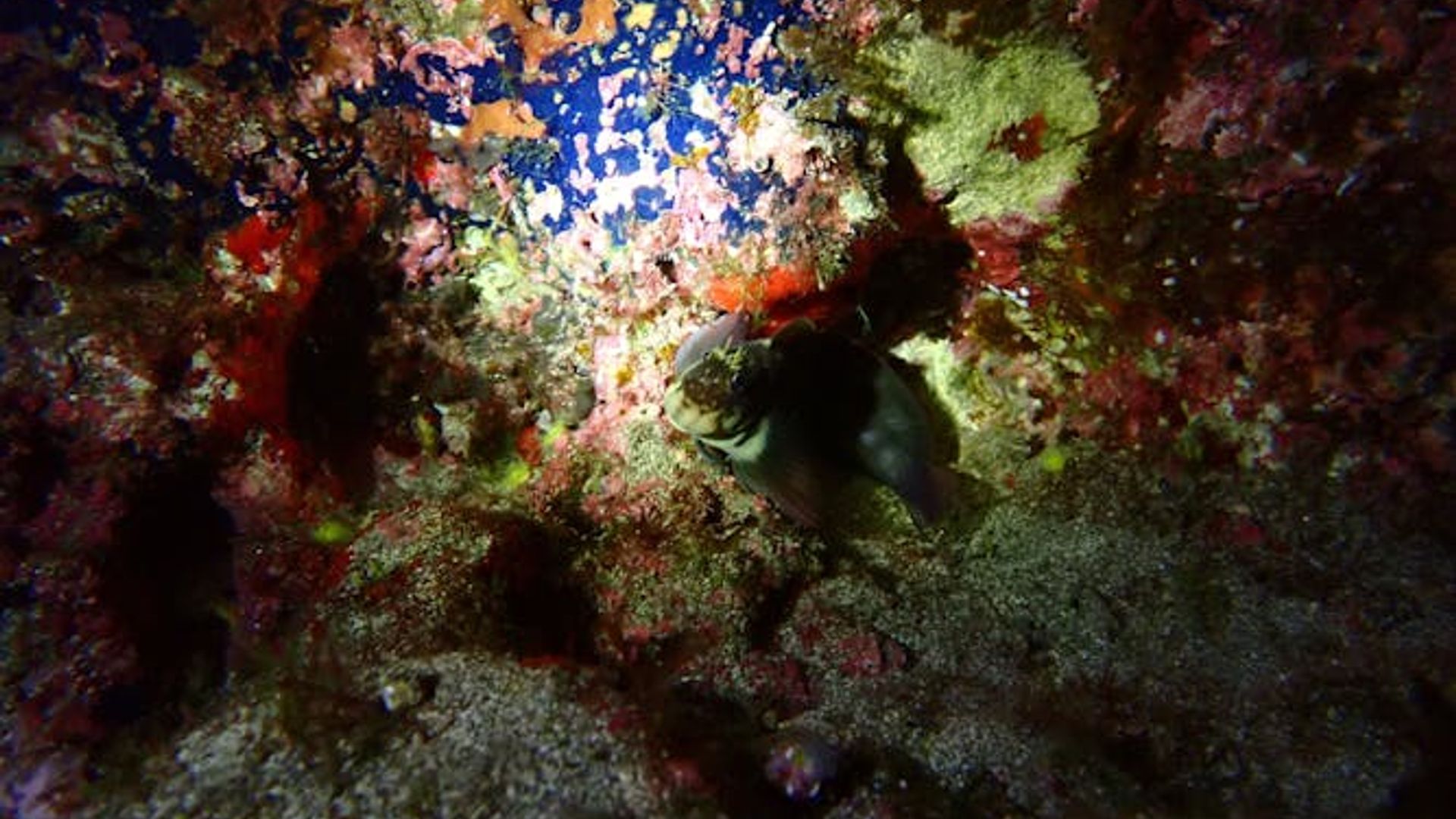Night snorkelling tour