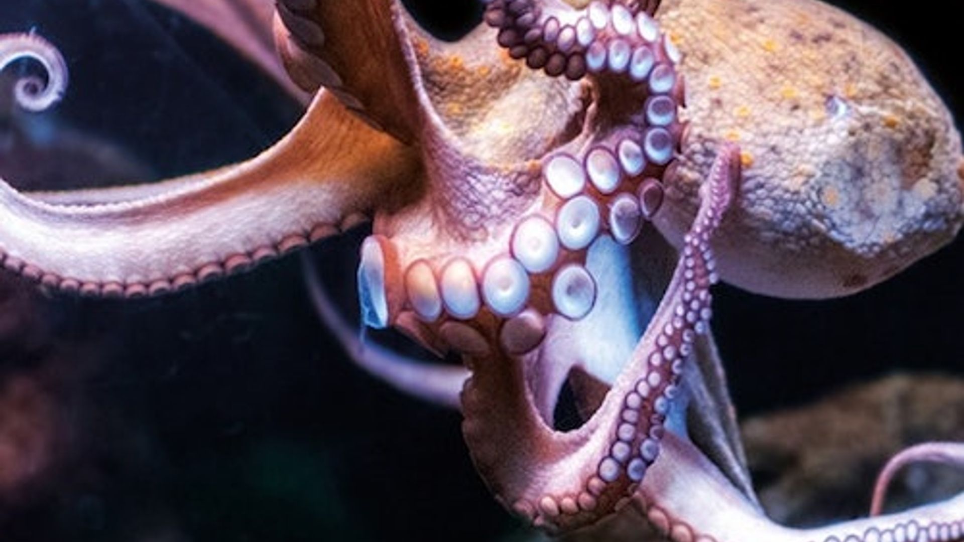 Palma Aquarium : Billet coupe-file + Cinéma 3D Aquadome en option