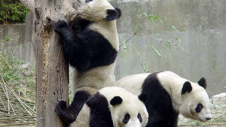 Chengdu Highlights with Pandas and Jinsha Site: Private Tour