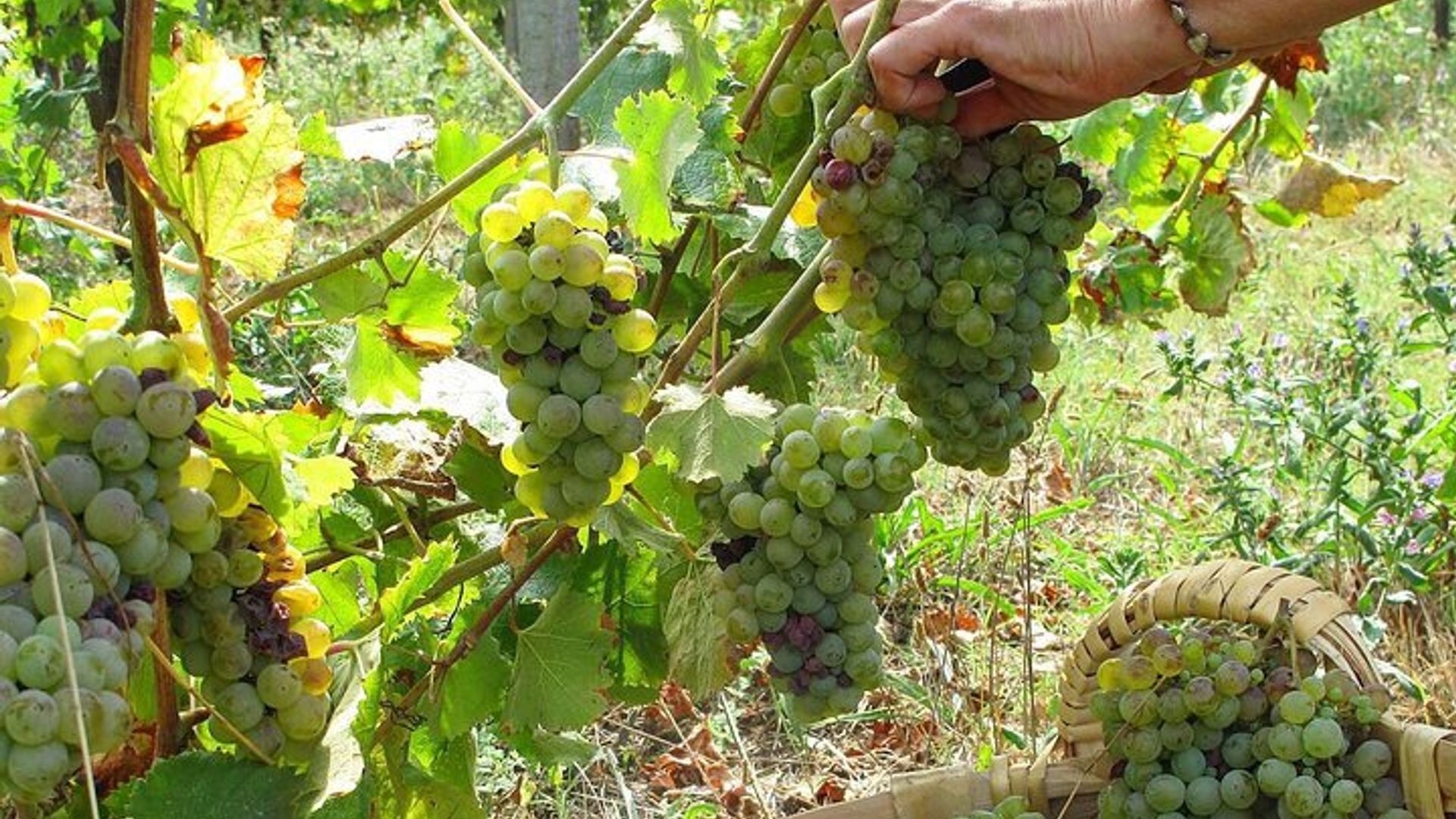 Cours de cuisine traditionnelle, visite de ferme et déjeuner dans la vallée du Douro