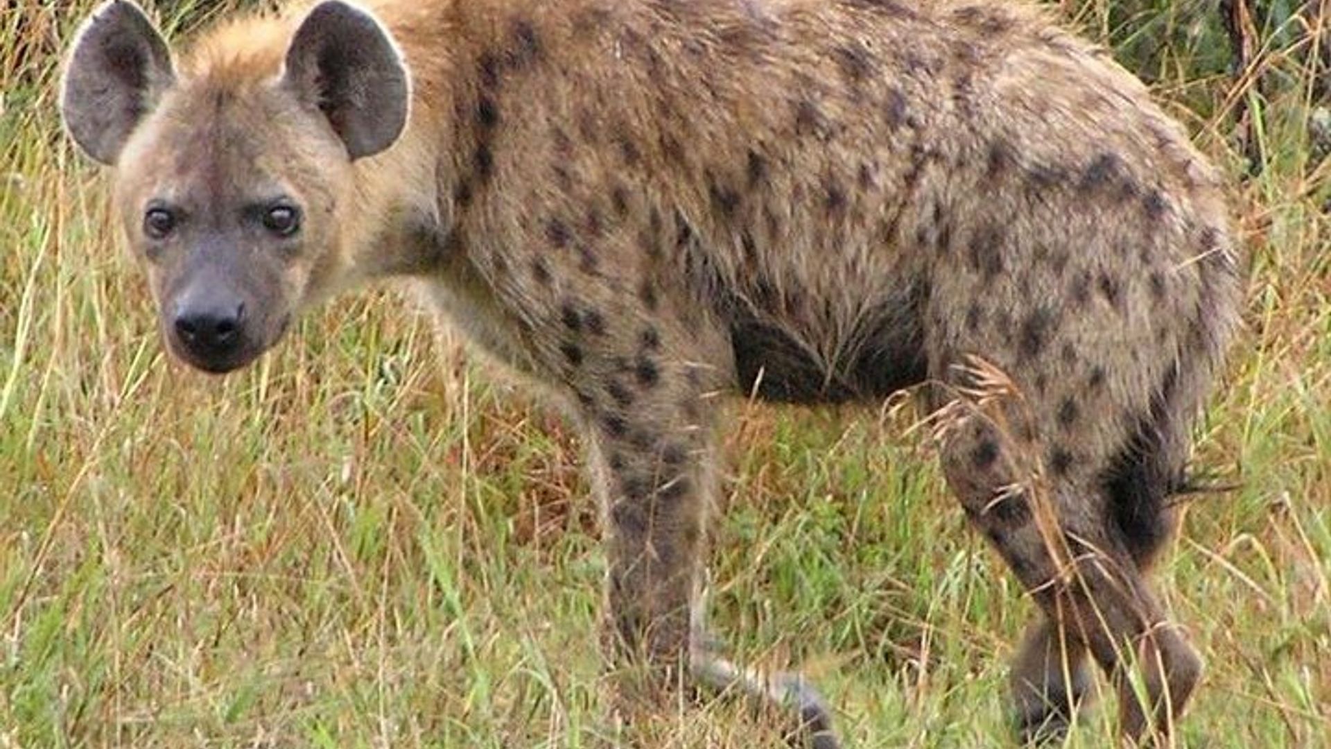 Safari privado de 10 días de Johannesburgo a Ciudad del Cabo