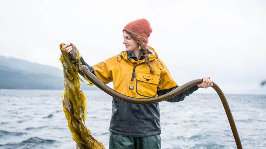 Hump Island Oyster & Kelp Farm with Tasting