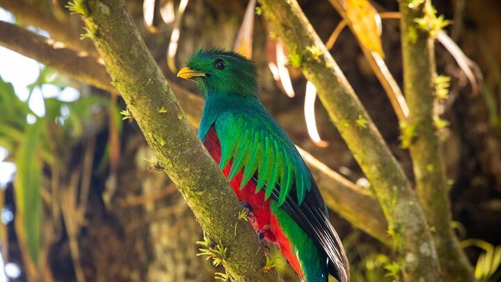 Small-Group 3-Hour Guided Nature Hike, Monteverde Cloud Forest