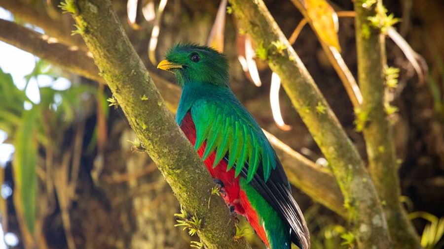Small-Group 3-Hour Guided Nature Hike, Monteverde Cloud Forest