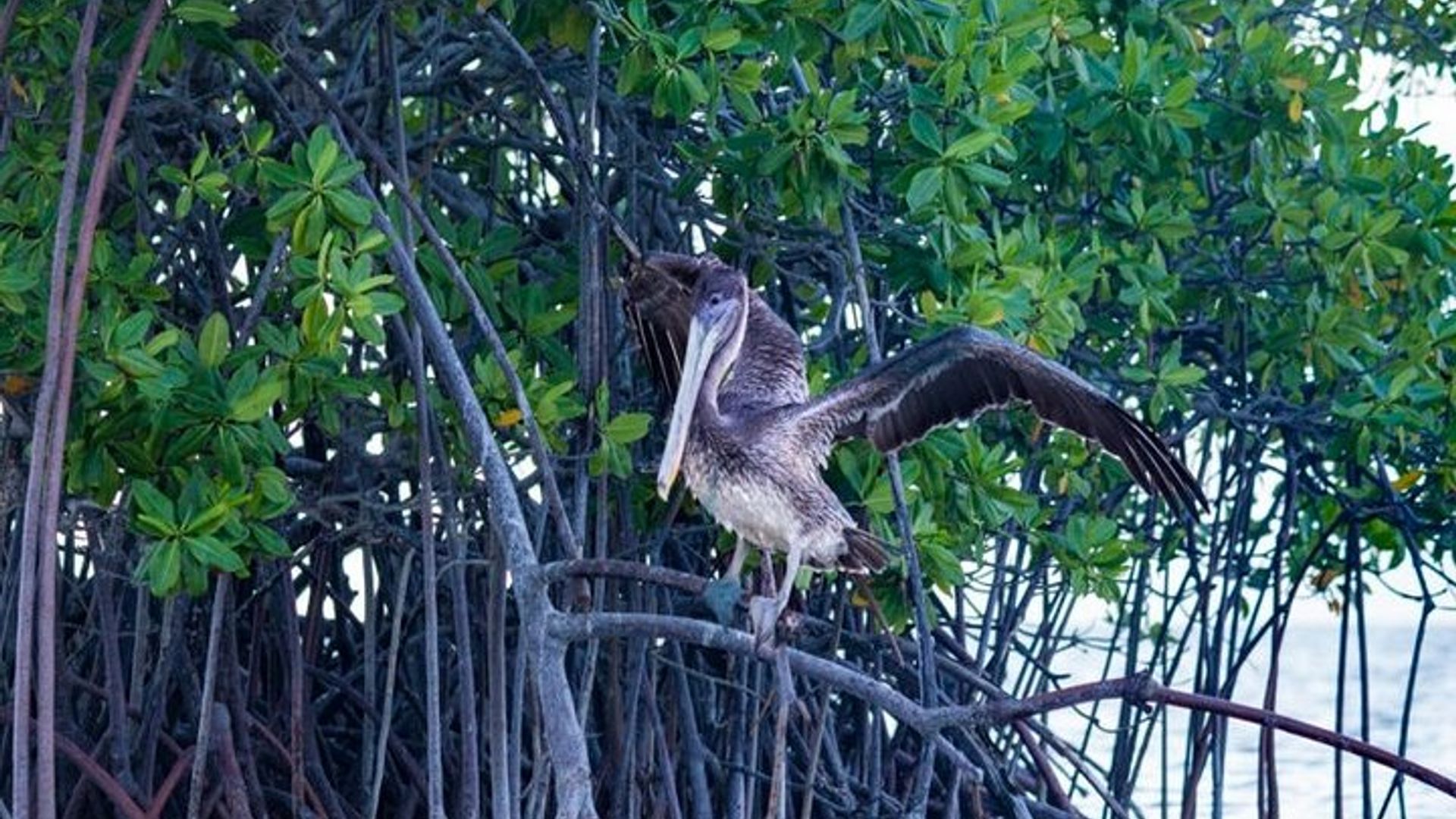 Paseo en remo por manglares Sainte Anne Guadalupe