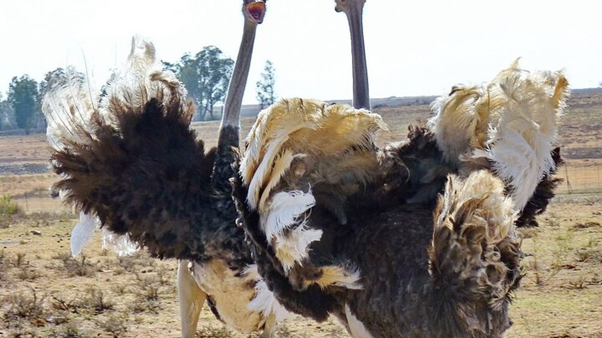 3 Tage 2 Nächte Garden Route Private Tour ab Kapstadt