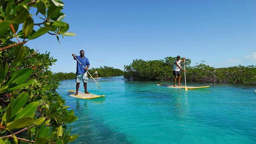 Stand Up Paddleboard Eco tour