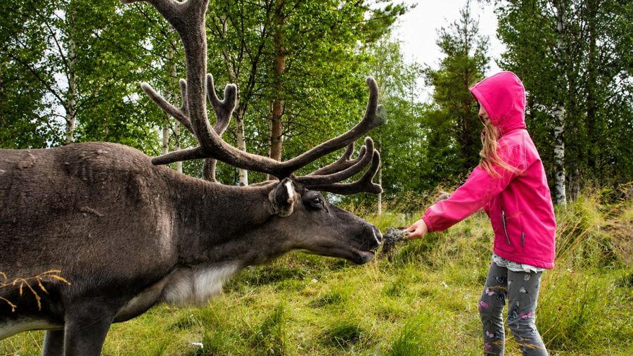 Rovaniemi: Summer & Autumn Reindeer Farm Visit - Small Group