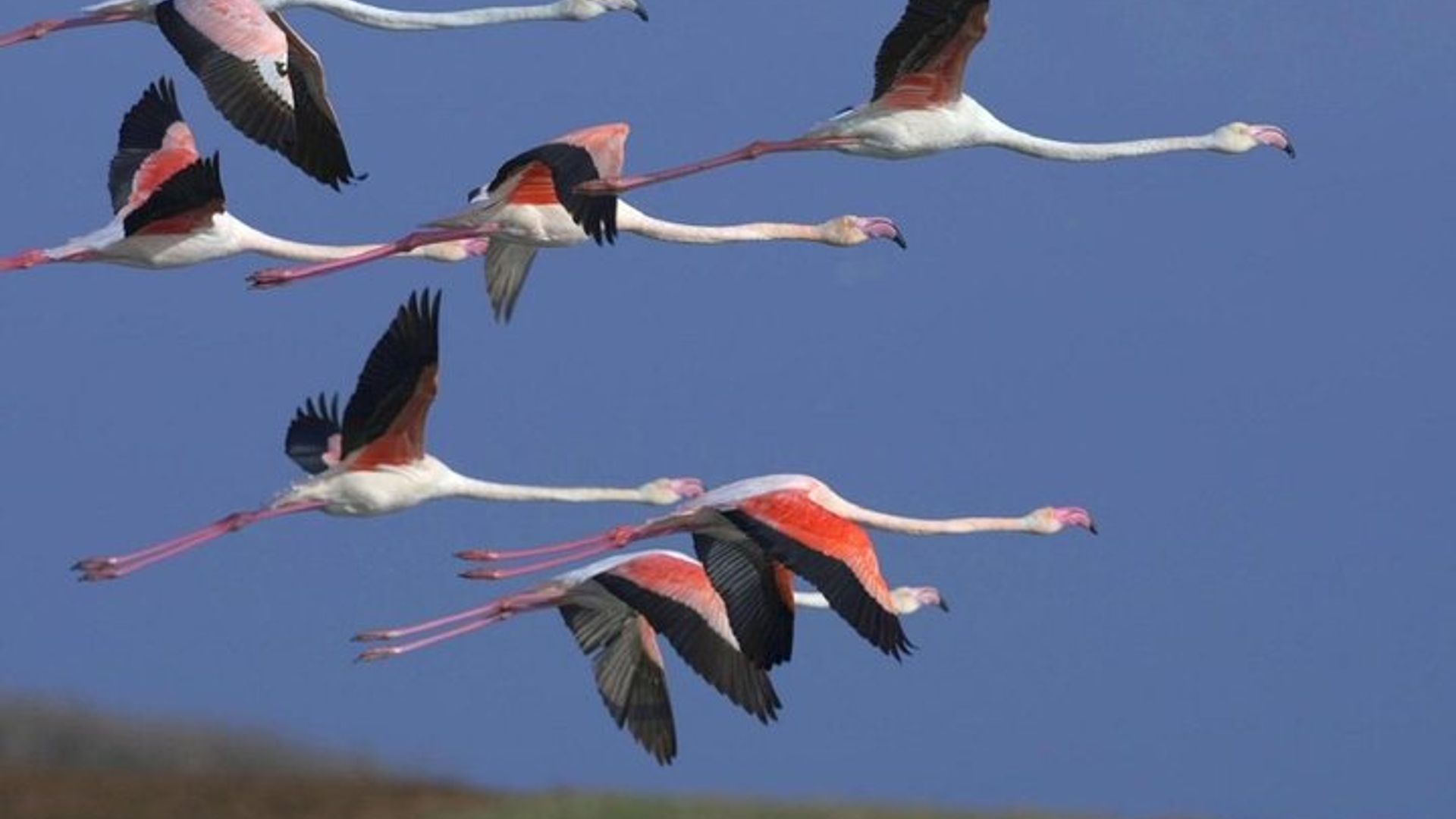 Flamingo Route