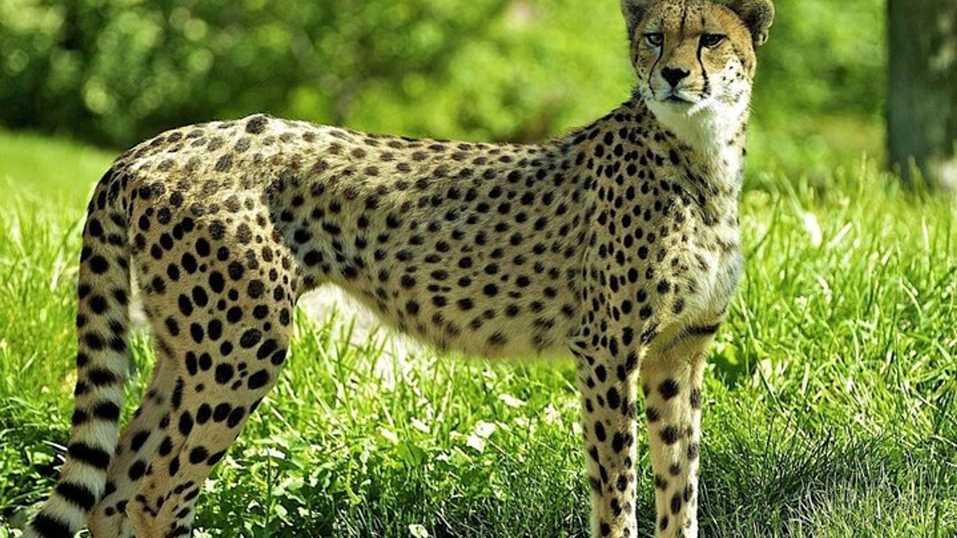 Garden Route Private 3-Day Trip With Botlierskop Safari