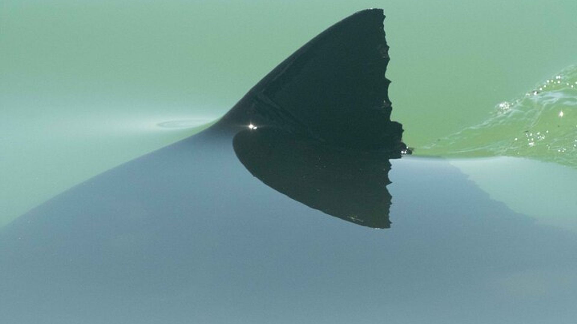 Great White Sharks Topside in Monterey Bay