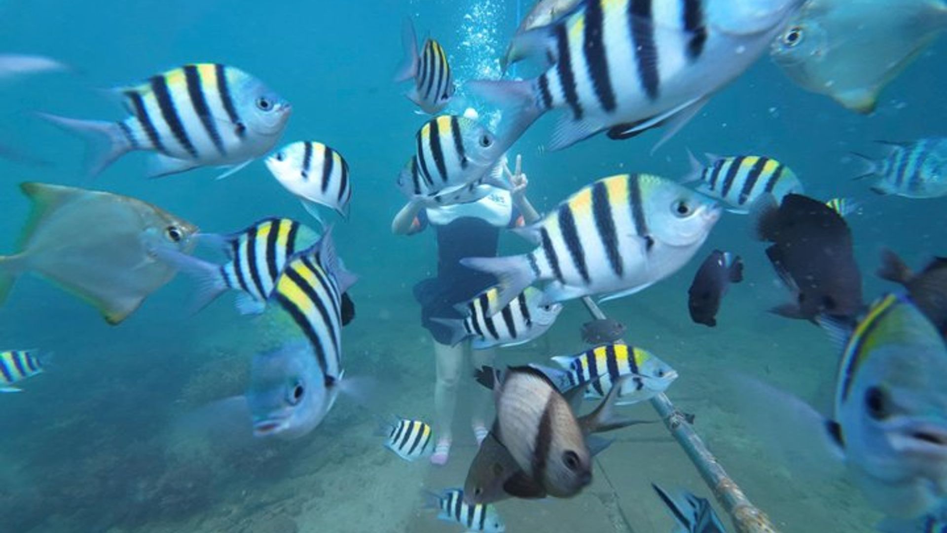 Cham Islands Ganztageskreuzfahrt: Unterwasserwandern, Schnorcheln