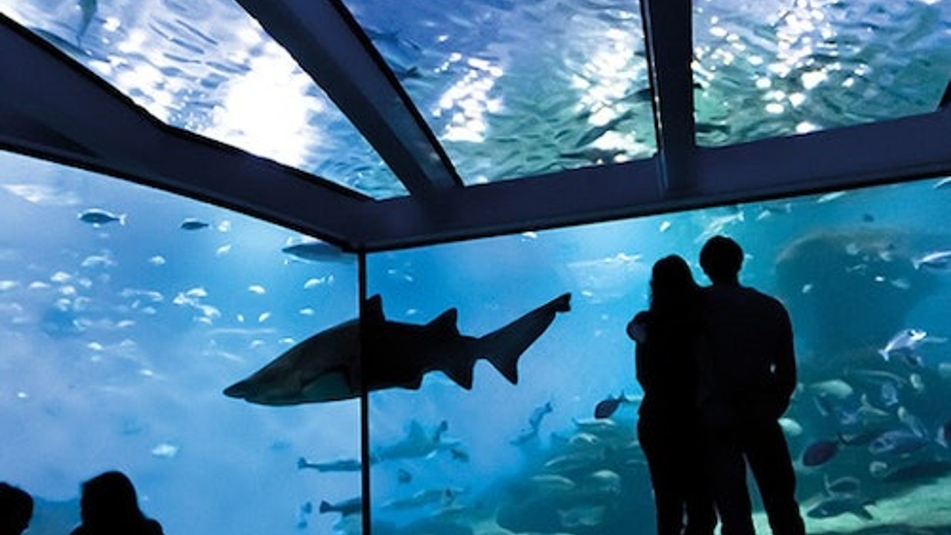 Aquarium in Palma: Eintritt ohne Anstehen + Optionales 3D-Kino Aquadome