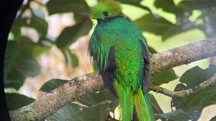 Birdwatching Tour in Monteverde