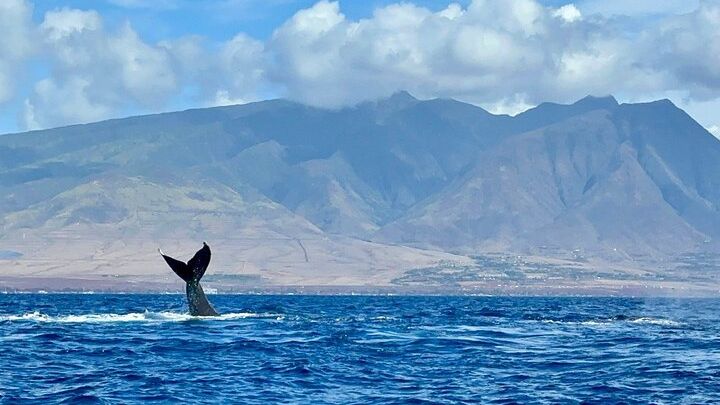 Maui Lahaina Eye-Level Whale-Watching Raft Tour