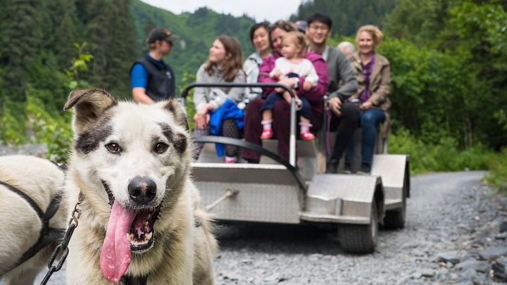 Seward Small-Group Dog Sled Ride and Play With Husky Pups