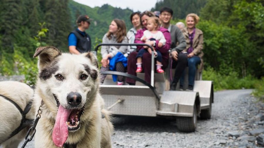 Seward Small-Group Dog Sled Ride and Play With Husky Pups