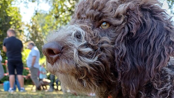 Truffle Hunting and Lunch in Piedmont Trattoria