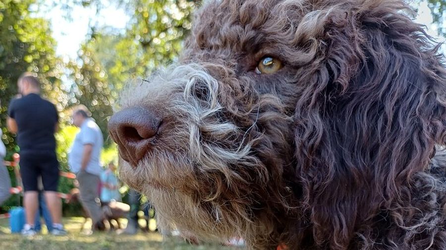 Truffle Hunting and Lunch in Piedmont Trattoria