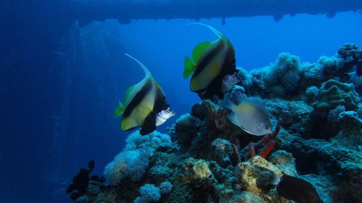Aqaba Red Sea Private Scuba Dive: Novices and Certified Divers