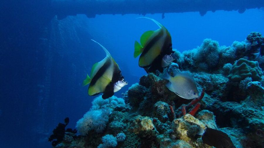 Aqaba Red Sea Private Scuba Dive: Novices and Certified Divers