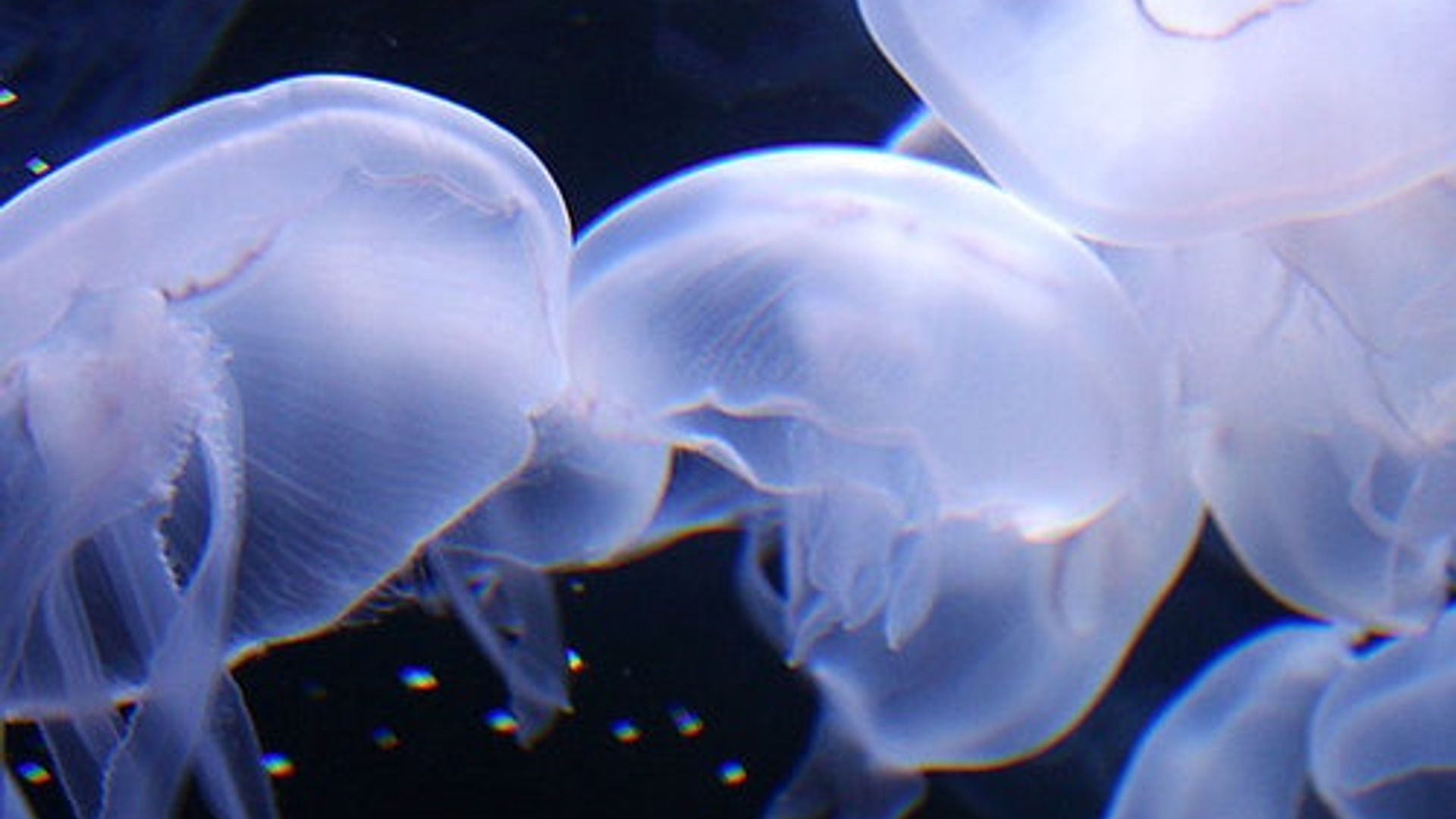 Aquarium of the Bay: Entry Ticket image 2