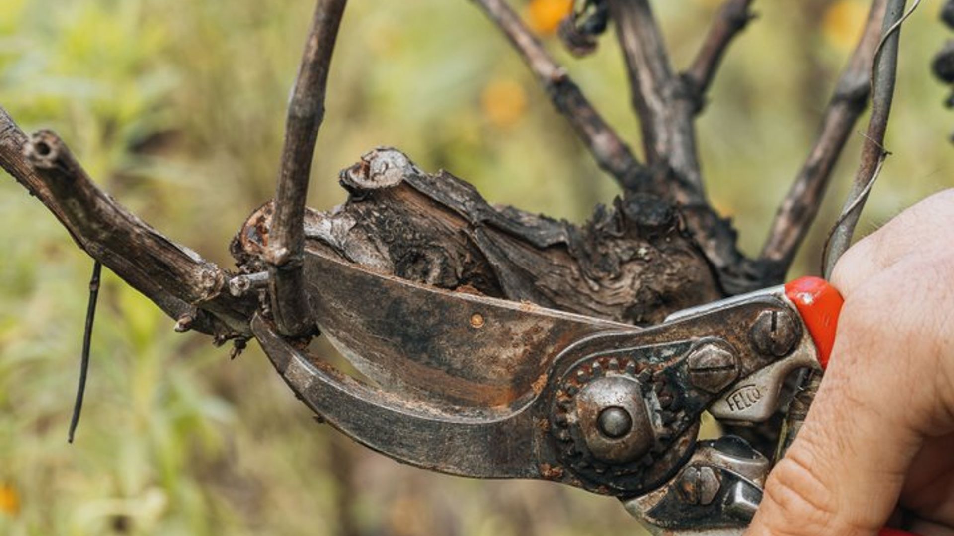 Atelier de taille et de greffage par Quinta de Recião