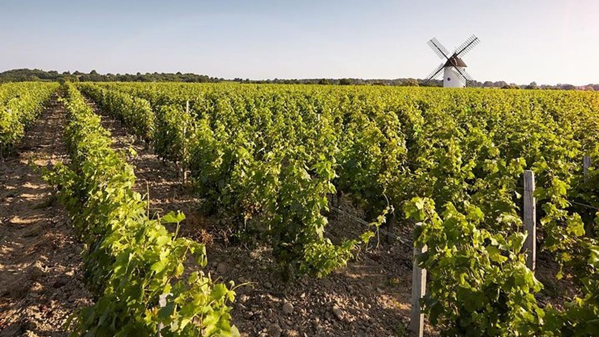Excursión de un día a los castillos del Valle del Loira y degustación de vinos desde París