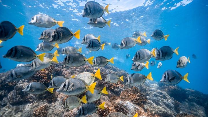 Cabo San Lucas Paddle Board & Snorkel Adventure to the Arch