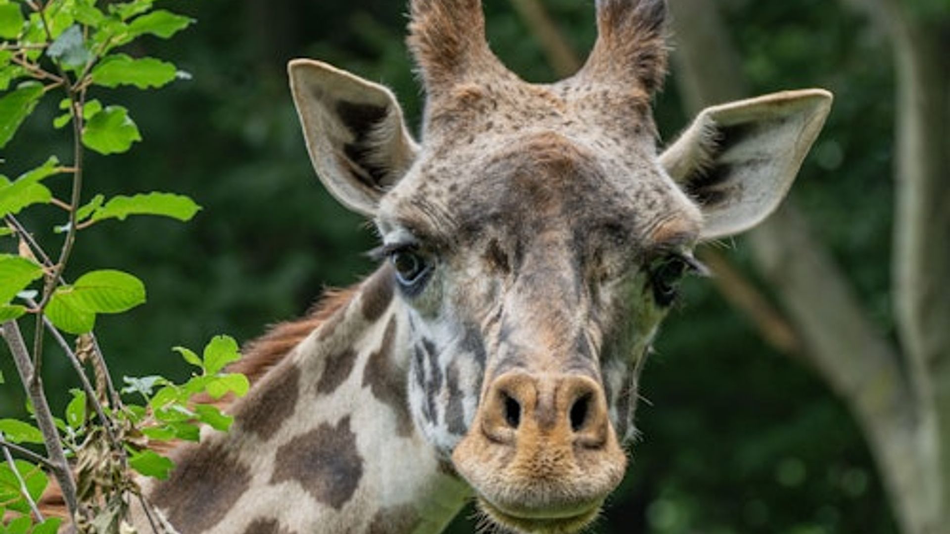 Franklin Park Zoo: Entry Ticket image 2