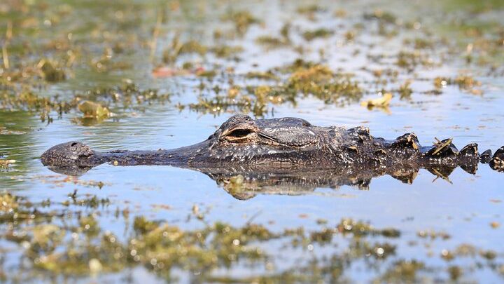 Everglades Airboat Ride and Nature Walk with Naturalist