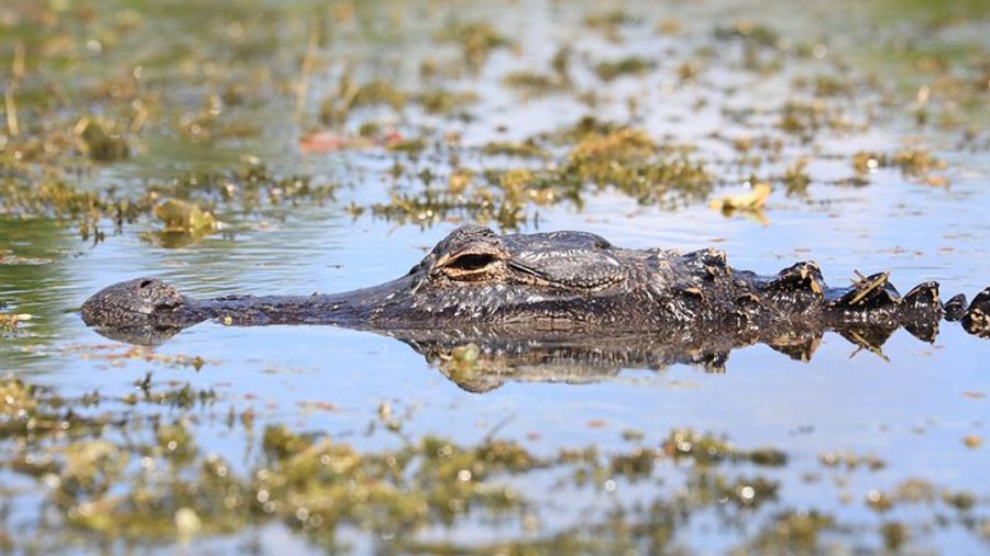 Everglades Airboat Ride and Nature Walk with Naturalist