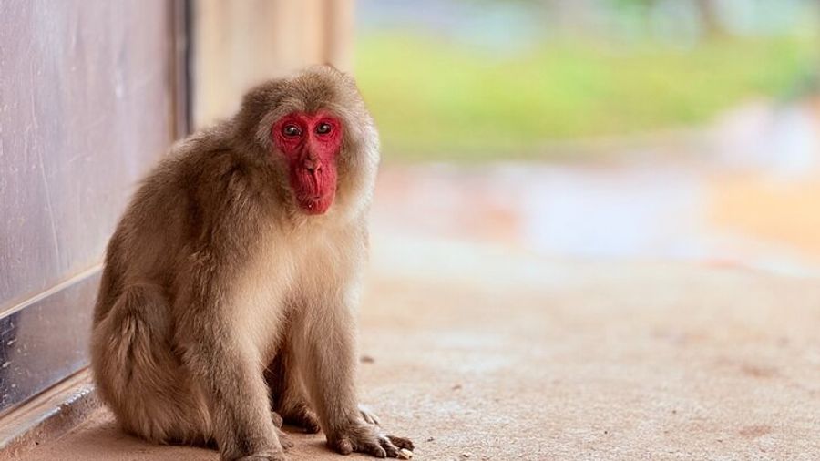 Kyoto Arashiyama Small-Group Tour: Bamboo, Monkeys, Gardens
