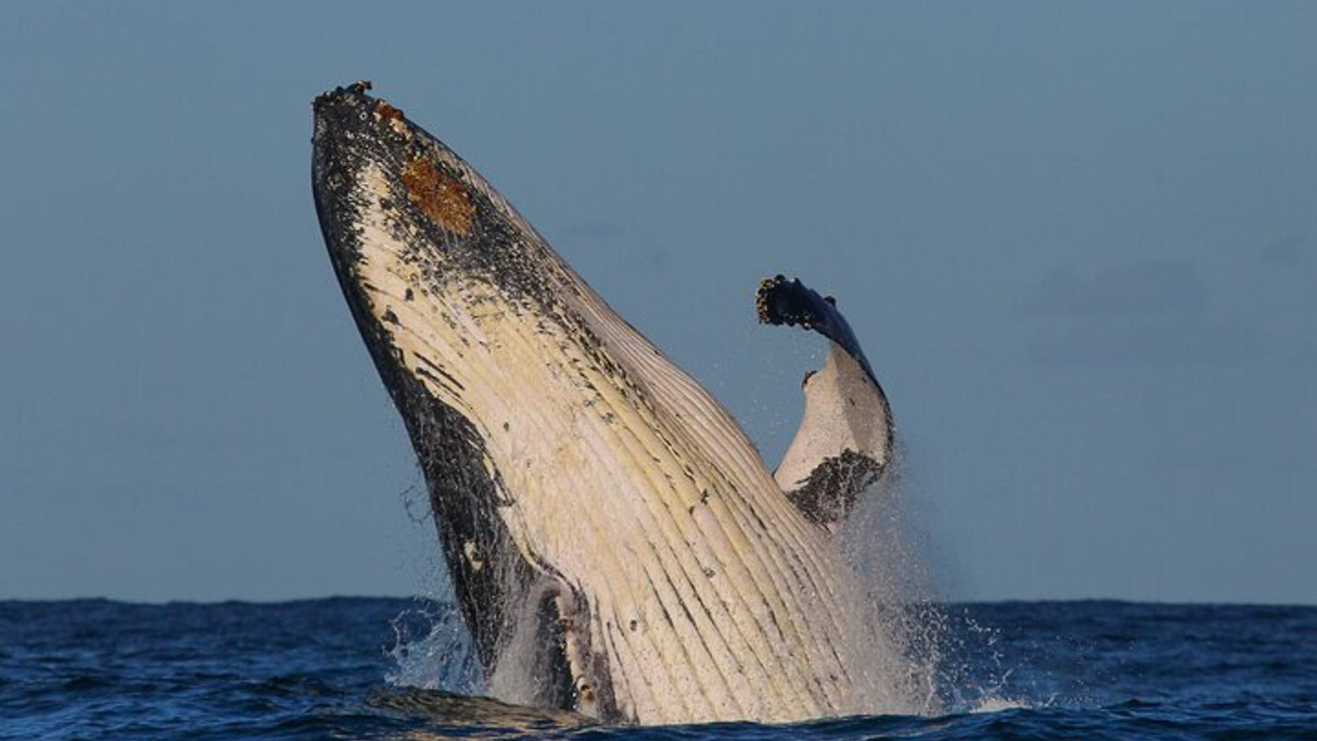 Sydney Whale Watching 2-Hour Express Cruise
