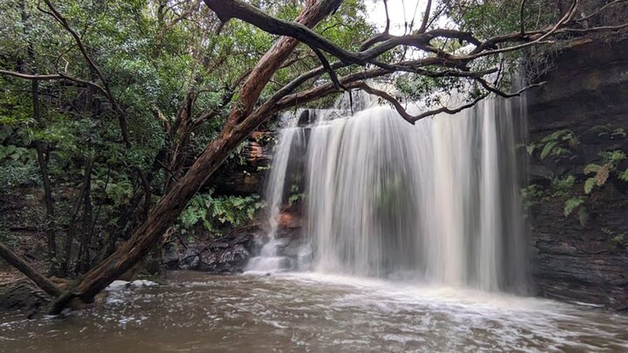 Sydney Private Wildlife and Waterfalls Tour